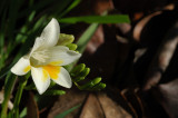 Freesia blossoming