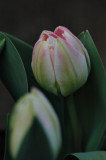 A Tulip blossoming