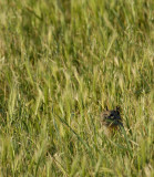 Squirrel in the Grass