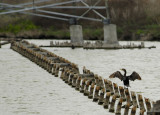 Air Drying Cormorant