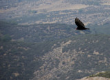 A soaring Turkey Vulture