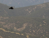 Soaring Juvenile California Condor