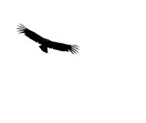 Juvenile California Condor