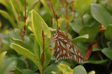 Butterfly in the yard