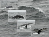 Humpback Whale Tail Fluke