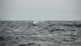Humpback Whale Spray