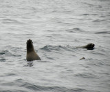 Curious Seals