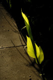 Sprouting Ginger Stalk