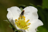 A visitor to the Strawberry blossom
