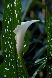 Cala Lily