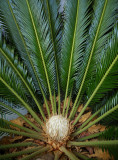 Flowering Miniature Palm Tree