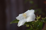 A late blossoming Philadelphius