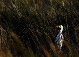 Egret