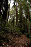 Trail under the Redwoods