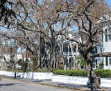 Whitehead St., Key West after Wilma