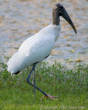 Wood Stork.