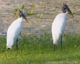 Wood Stork.