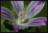 Wild Pink Flower