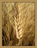  Wheat