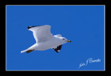 Ringed Bill Gull .jpg