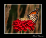 Monarch against Wheat   .jpg