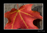 Life Lines  of a Leaf .jpg