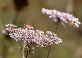 Carottes sauvages