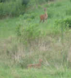 Momdeer watching me as I watch her fawn! 19-SEP-07