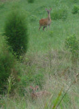 Momdeer and fawn 19-SEP-07
