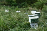 Daves beehives