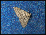 The Half-wing Moth -- Phigalia titea