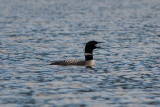 loon on Ho Hum DSC_0620.jpg