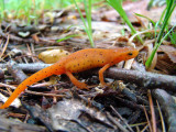 DSC00692.jpg