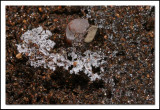 Sand and ice crystals