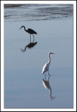 Heron and Egret