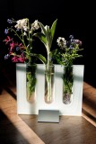 spring flowers - backlit vase1