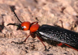 Arizona blistering beetle