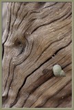 shell and wood