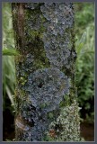 blue lichen
