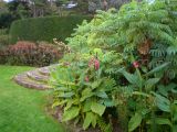 Pink Canna x ehemanni and Melianthus major