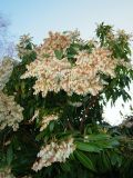 Pieris in flower.