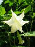 White Brugmansia