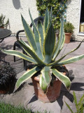 Agave americana variegata