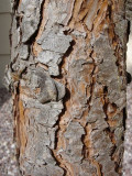 Bark of pinus pinea