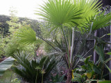 Trachycarpus martianus (Dec 06)