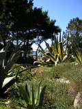 Bed of Agaves and Lampranthus with Roscoff in the background