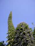 Echium flower spikes (the one on the right was damaged)