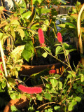 Acalypha - Red hot Cats Tail