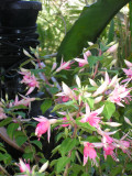 Fuchsia Jubilee - I like it for its upright flowers