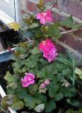 Dipladenia